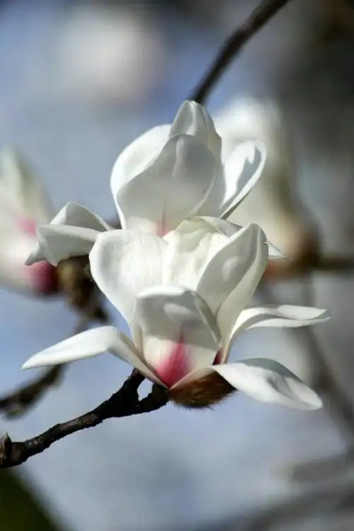 玉兰花-又称为望春,广兰花,紫玉兰,白玉兰,二乔玉兰,黄玉兰,红玉兰等