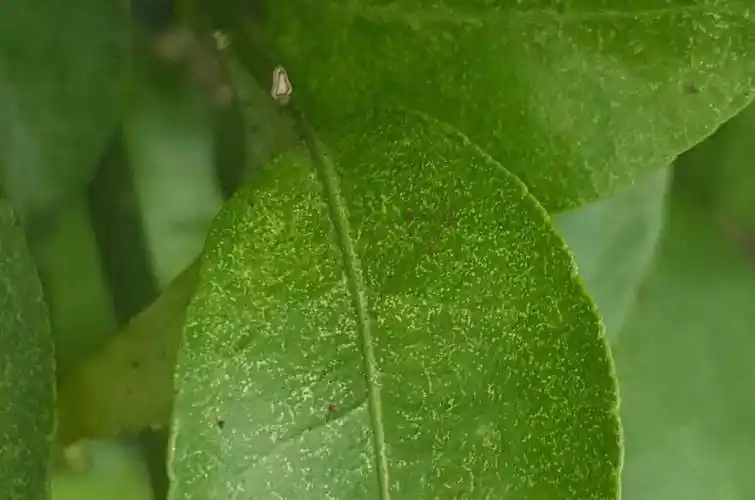 柑橘红蜘蛛怎么才能防治好全年防治方案值得收藏