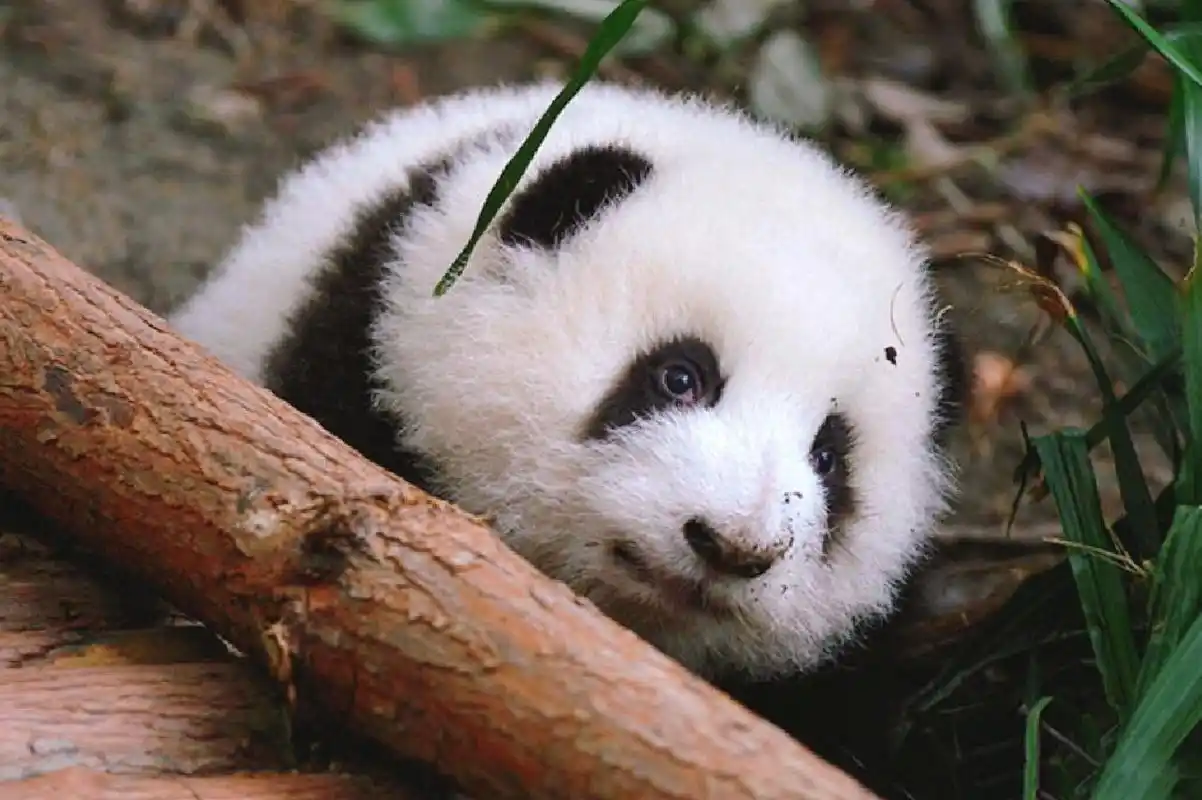 高清壁纸(这是谁家的熊猫我抱走了) 不能抱抱摸摸花花,是此生最大的