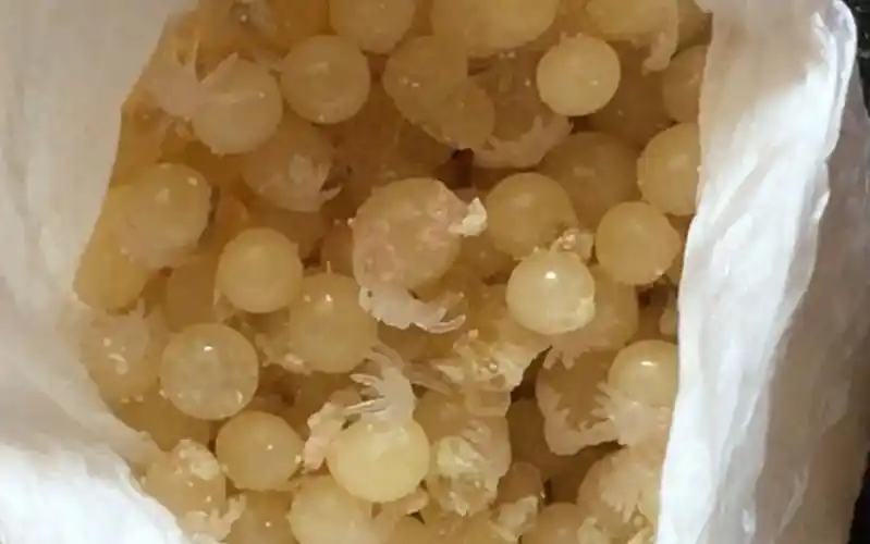 拆开一窝捕鸟蛛的蛋里面全都是qq糖般的蜘蛛宝宝