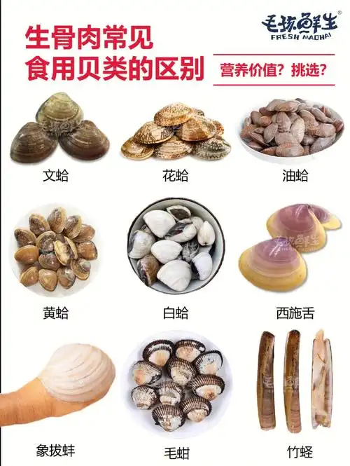 生骨肉常见食用贝类区别一张图看懂挑选