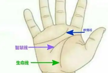 生命线断开或者分叉代表什么,会出事吗?