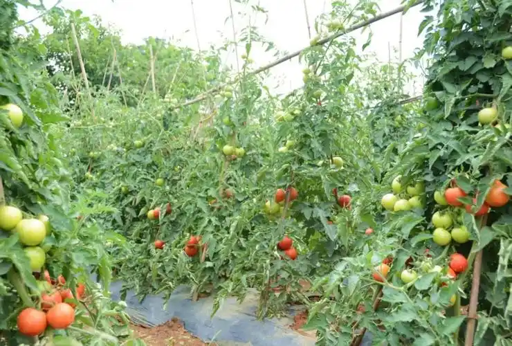 西红柿树种植技术(西红柿树种植技术与管理) - 养花之家