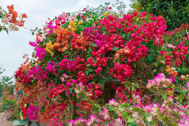 远远看去犹如一个彩色花球.