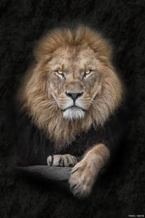 大家对待狮子出没的态度也不积极,没有发动一切手段,大规模搜寻,捕获