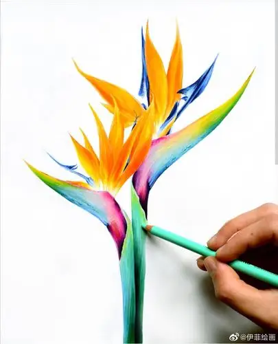 手绘艺术彩铅画作品 植物花卉_高清图集_新浪网