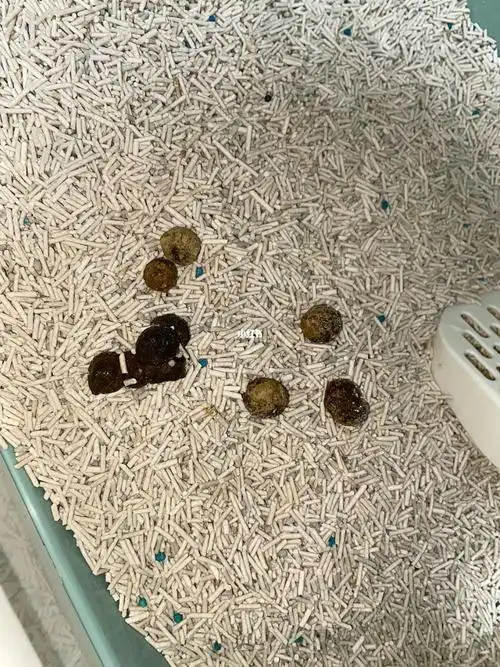 为什么猫屎变成这样了