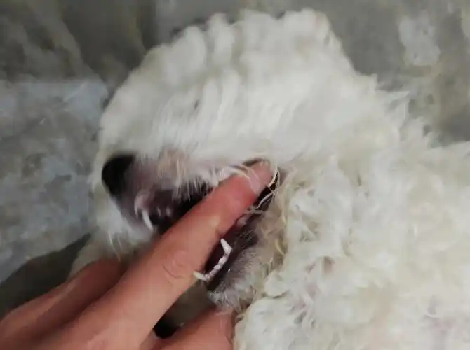 有没有懂的人小体比熊看着几个月了