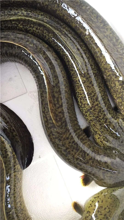 广西花鳗鱼苗供应批发|广西花鳗鱼苗_广东笋壳鱼苗