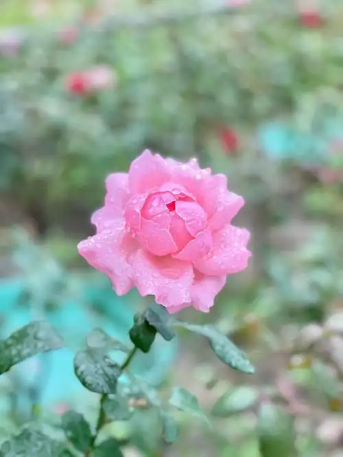 雨后的花楚楚动人