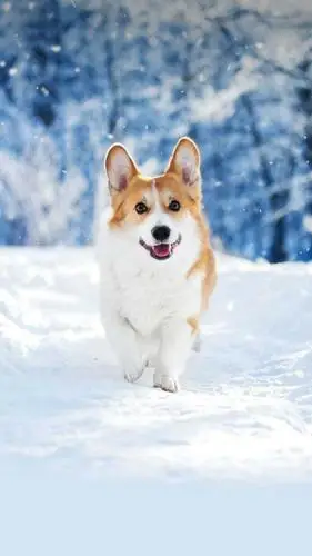 适合家养的陪伴型犬种,哪一个更受大家欢迎