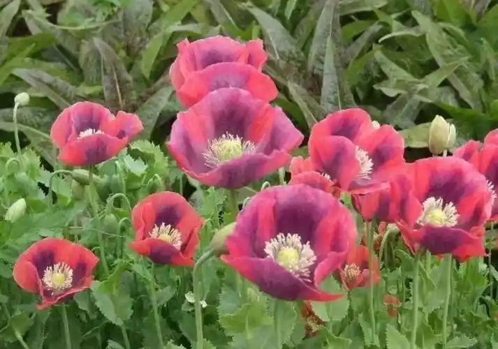 罂粟花邪恶之花种植一株即违法