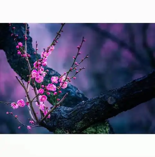 最好看能带来好运的美女梅花头像(名花圈101最强)(4)