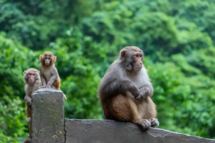 原创五一去哪玩2019抖音爆火的唐风舞蹈丽人行要来重庆统景温泉啦