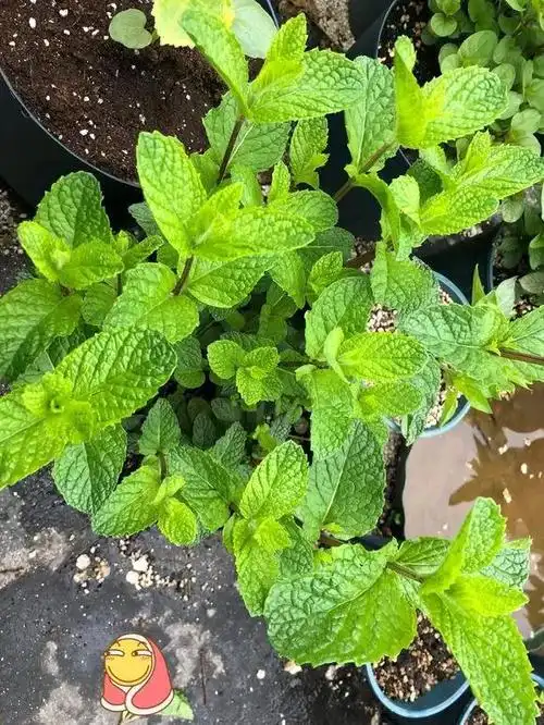 薄荷品种多养过8种的是大神看看你家有几种