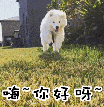 你好呀小狗奔跑可爱gif动图_动态图_表情包下载_soogif