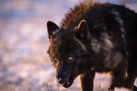 草原狼"黑凶神"的故事