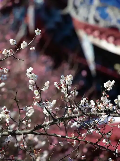 直冲23℃!福州人快去!过期不候……|气温_新浪财经_新浪网