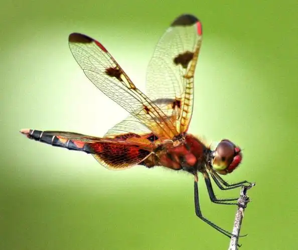 宏观照片的红色和黑色的蜻蜓高清壁纸