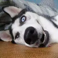 哈士奇头像壁纸