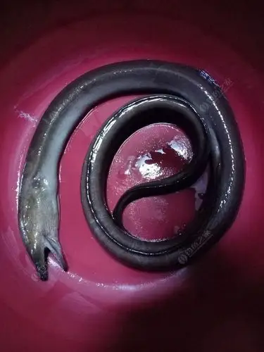 一条长长长的鱼.