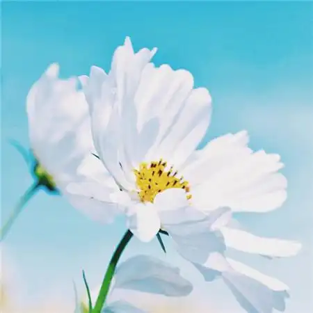 给人一种阳光的头像高清唯美阳光干净的微信头像图片