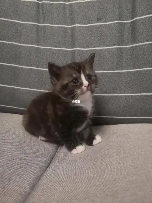 布偶爸 美短妈意外怀孕(宝宝满月了)_美短_怀孕_串串_美短布偶串串