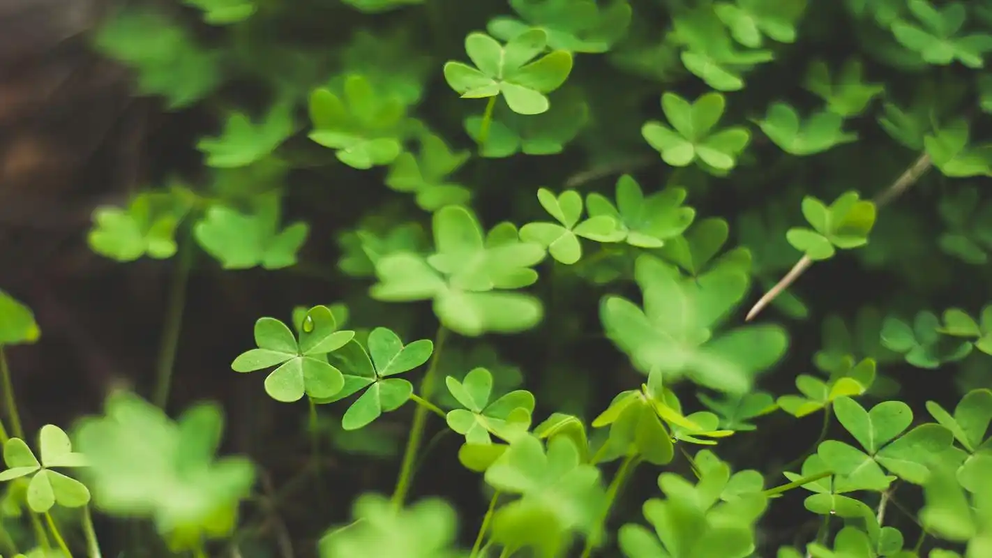 绿色护眼植物高清图片桌面壁纸~~为你的桌面换上一张干净清新简约的