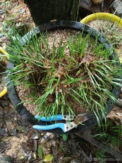 超级大龙根石菖蒲非常难得明价包邮