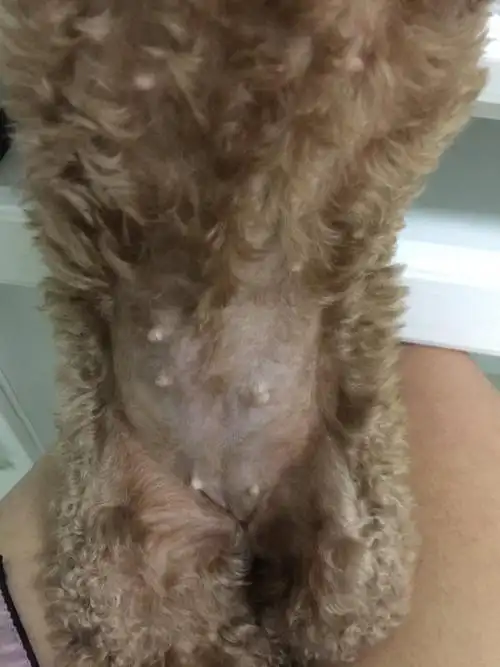 您好,宠物店说狗狗怀孕了,如果是的话,差不多也四十天了,我看肚子也不