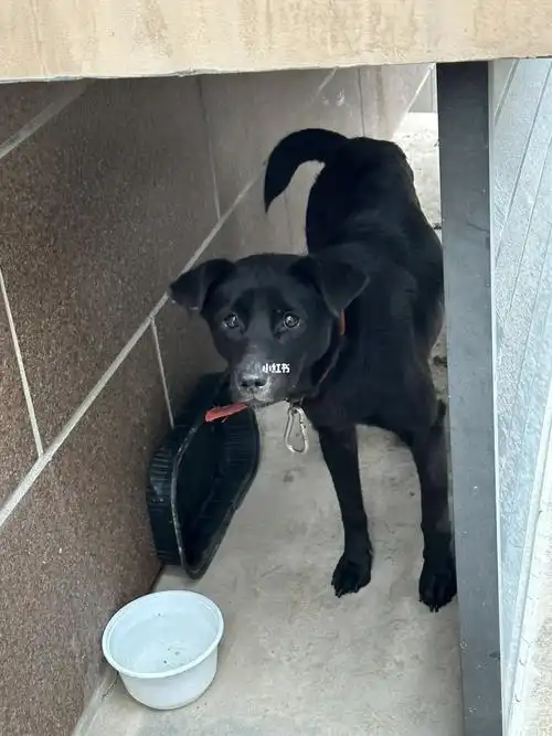 躲雨蹭饭的小黑