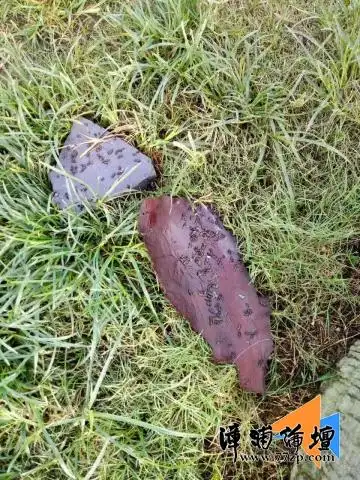 微友快播西湖公园里的蝙蝠大便又来袭了