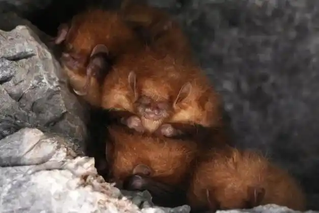 京郊游丨怀柔废弃矿洞探秘之旅内有蝙蝠图片