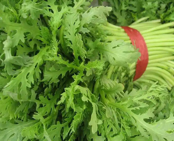 茼蒿图片和介绍