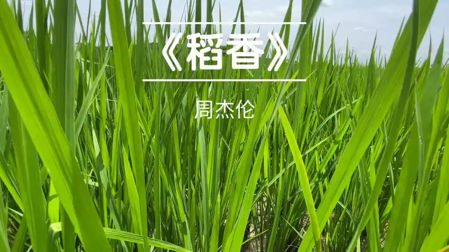 稻香-周杰伦