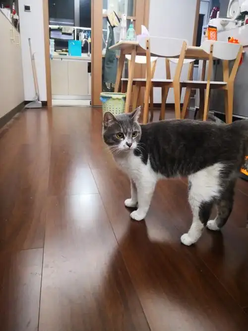 英短串儿找领养