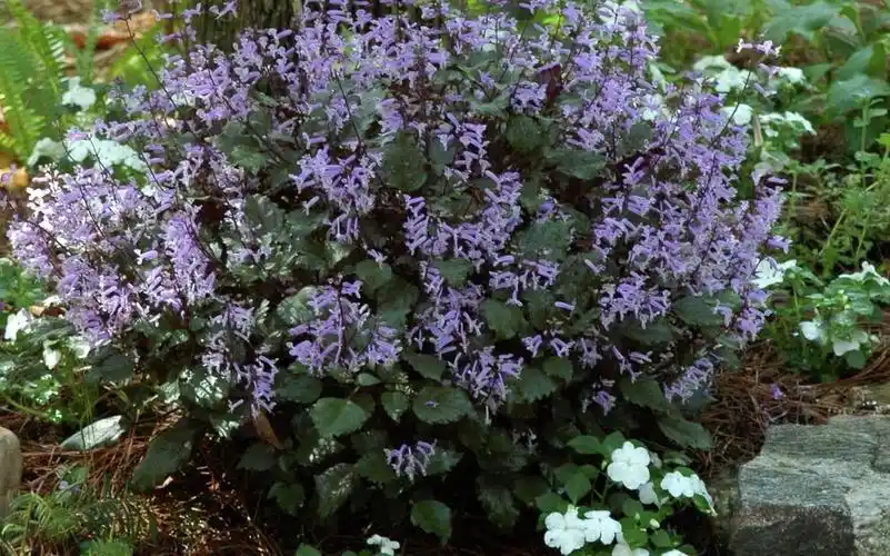 一年有三季在开花的特丽莎香茶菜,两广地区能养,盆栽好打理