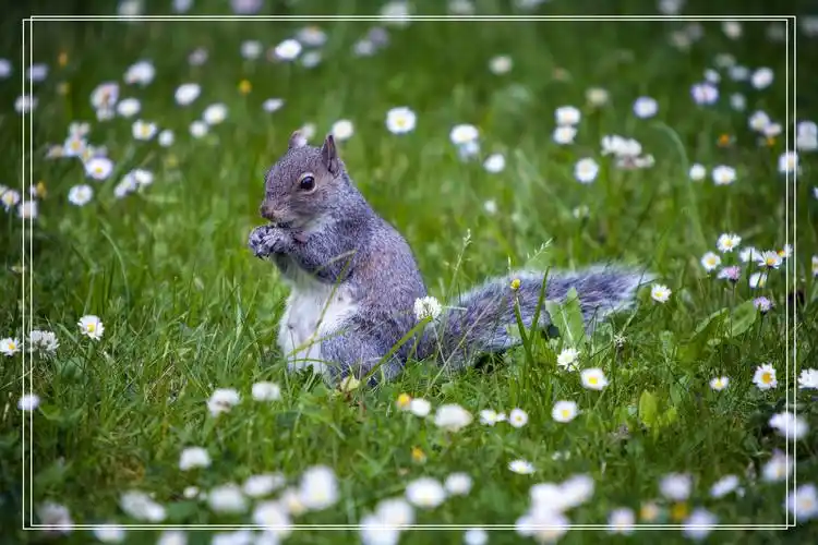 精选壁纸:超清唯美动物类图册赏析