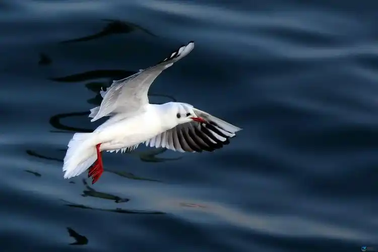 【低飞】 - 一只鸟有约☆☆☆☆☆ - 摄鸟人网 - 摄鸟人网