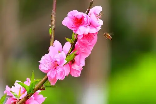 春天的气息扑面而来,越来越浓.