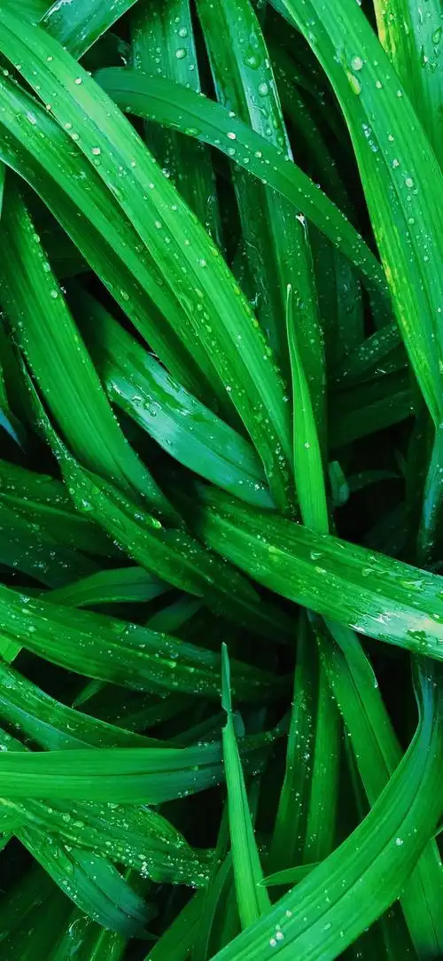 最新超清护眼手机壁纸(100张绿色护眼手机壁纸)(73)