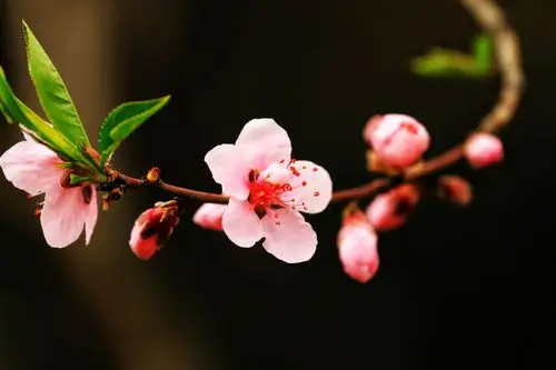 桃花一簇开无主,可爱深红映浅红.