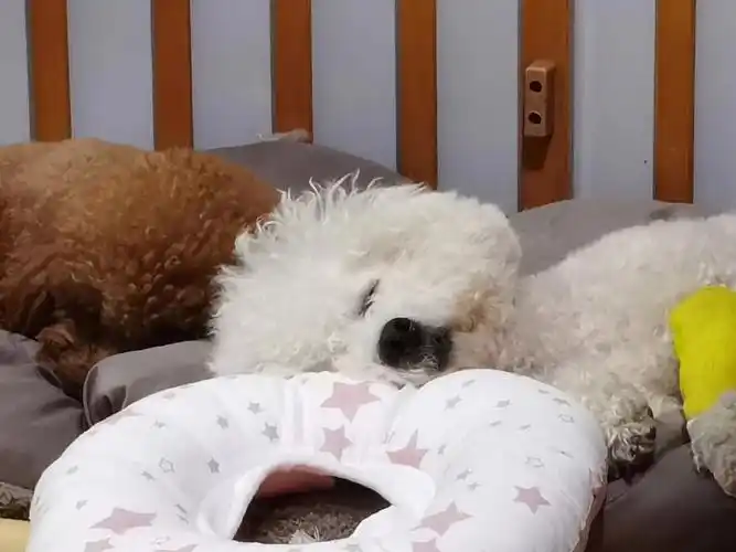 心疼ing……#狗狗生病  #宠物成长日记  #狗狗  #我的萌宠  #比熊