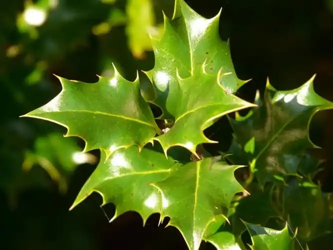 冬青树,叶,植物,绿色,毒刺,多刺,荆棘