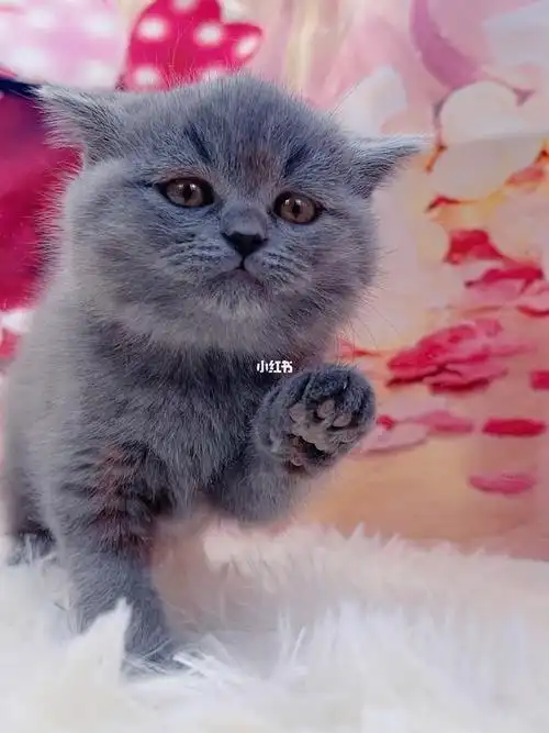 北京纯种英短蓝猫