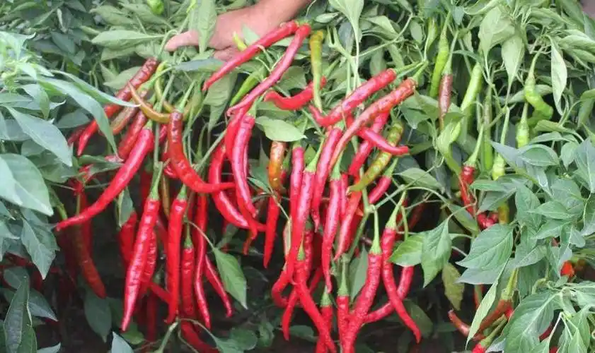 辣椒树生虫怎么办