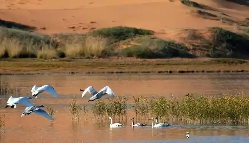 苍天般的阿拉善大漠秘境天鹅湖