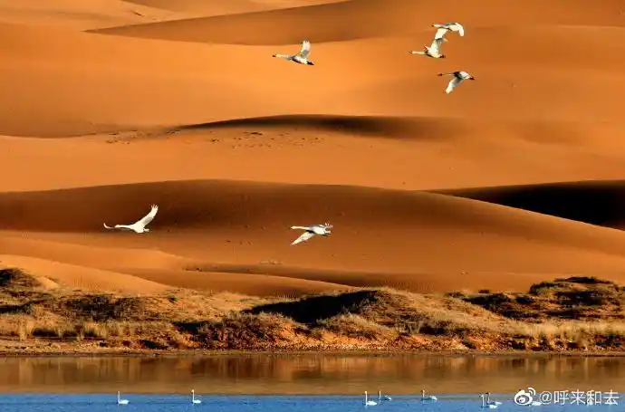 湖】阿拉善腾格里沙漠天鹅湖风景区位于内蒙古自治区阿拉善左旗境内