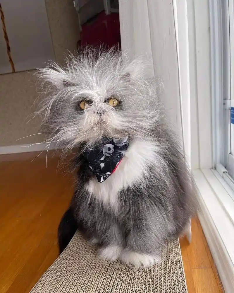 猫中鳌拜,为什么会有长得这么潦草的猫!