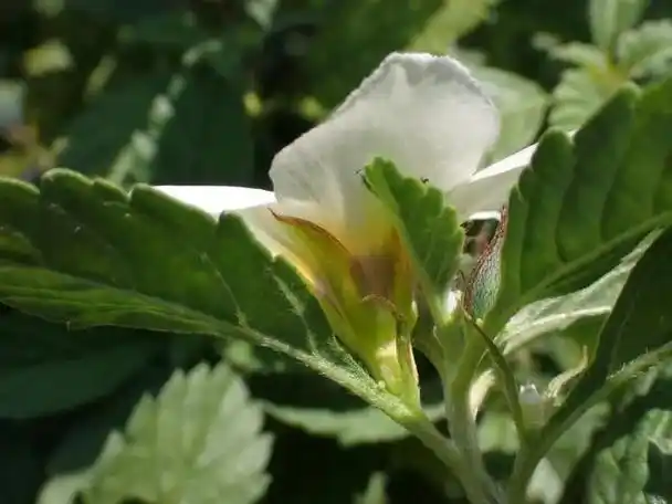 木棉花暖鹧鸪飞.倒提壶,蓝布裙的小酒窝.